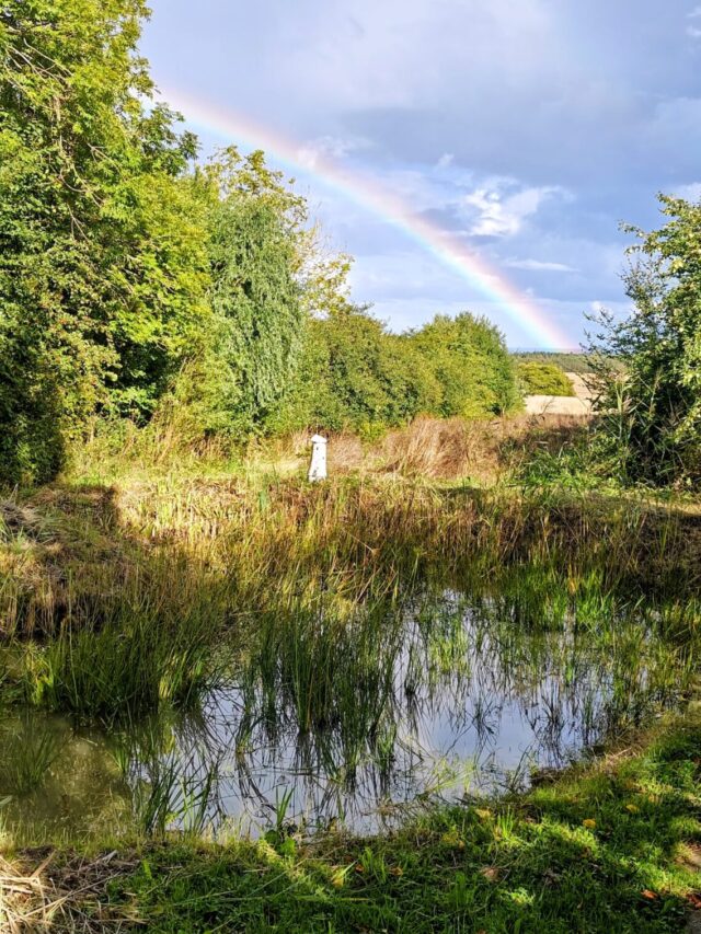 Vand i regnvandssøen 🌈